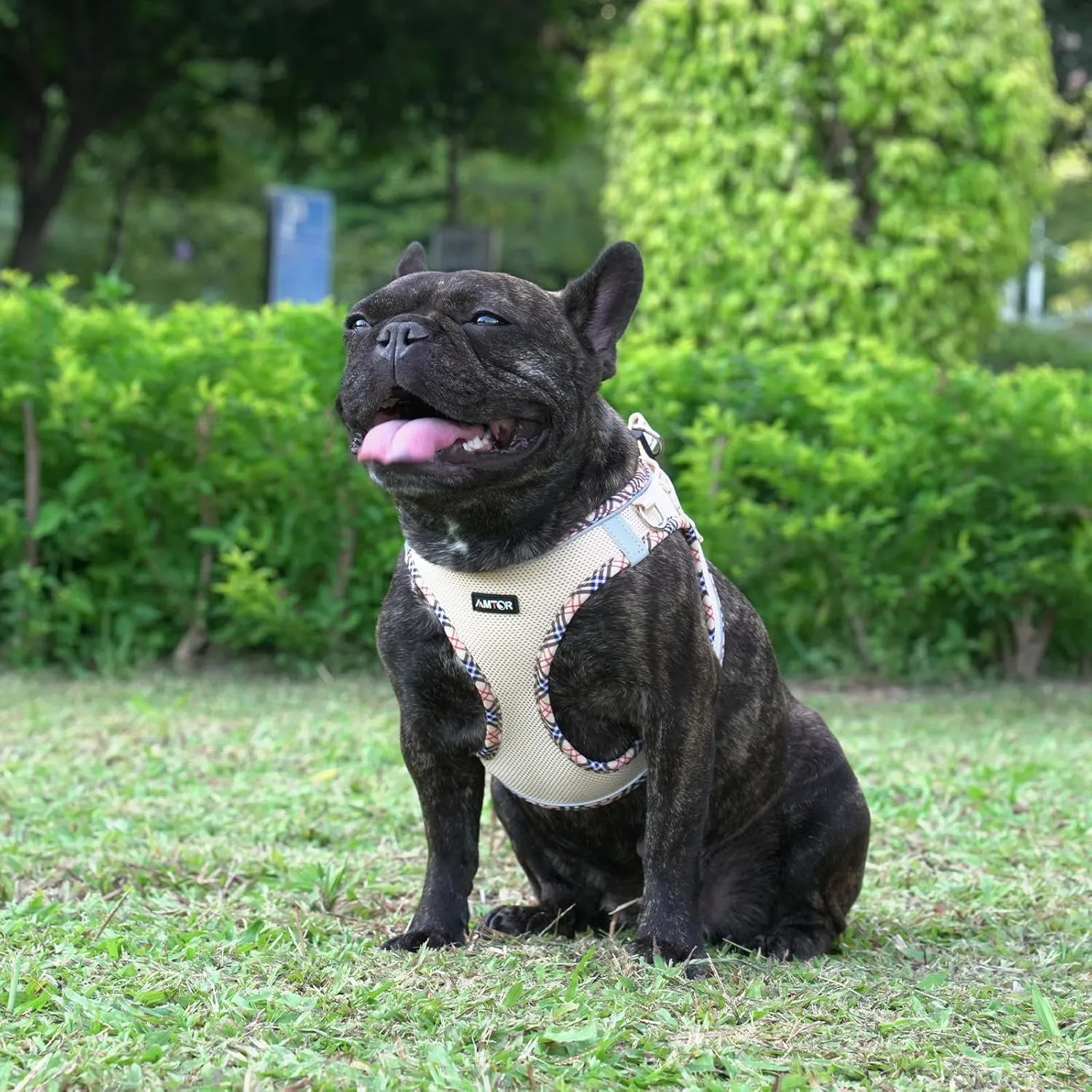 AMTOR Small Dog Harness with Leash Set, No Escape Easy Walk Puppy Harnesses for Training Walking, Step-in Reflective Soft Dogs Vest for XS S Medium Extra-Small Large Sized Dog(Beige,XS)